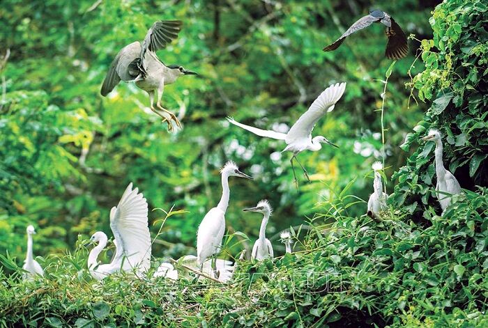 Seize the vibrant spirit of Ca Mau Travel